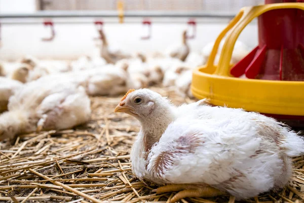 Fast Growing Chicken Lying Poultry Farm Industrial Meat Production — Stockfoto