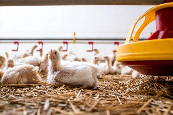 Fast Growing Chicken Lying Feeder Poultry Farm Industrial Meat Production — Stockfoto