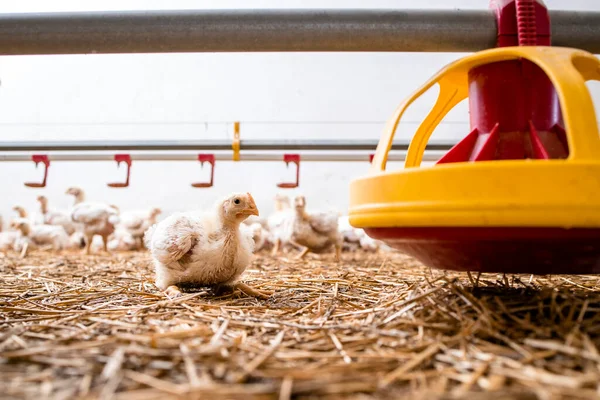 Fattening Chicken Lying Feeder Poultry Farm Industrial Meat Production — Stockfoto