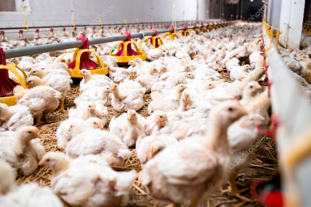 Group of fattening chickens eating at poultry farm.