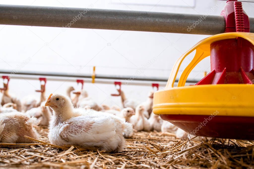 Fast growing chicken lying at poultry farm for industrial meat production.