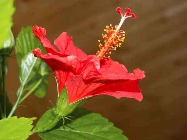 Bliska kwiat hibiskusa — Zdjęcie stockowe