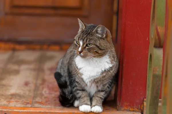 Sokakta verandada ciddi kedi — Stok fotoğraf