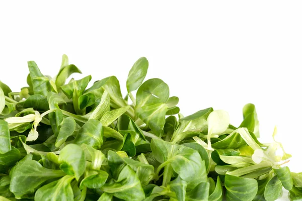 Watercress salad — Stock Photo, Image