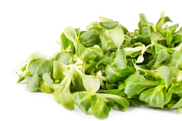 Vattenkrasse sallad — Stockfoto