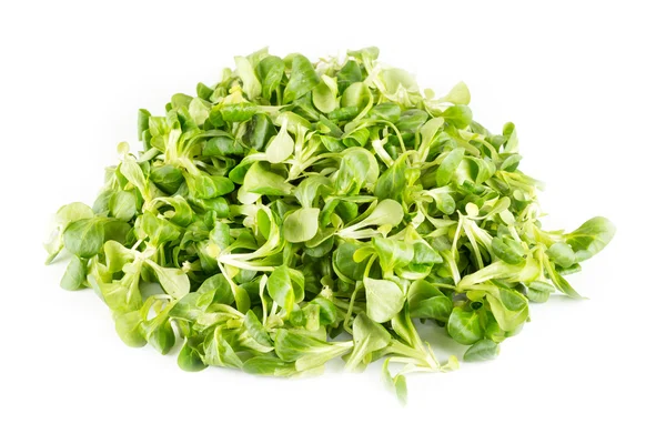 Vattenkrasse sallad — Stockfoto