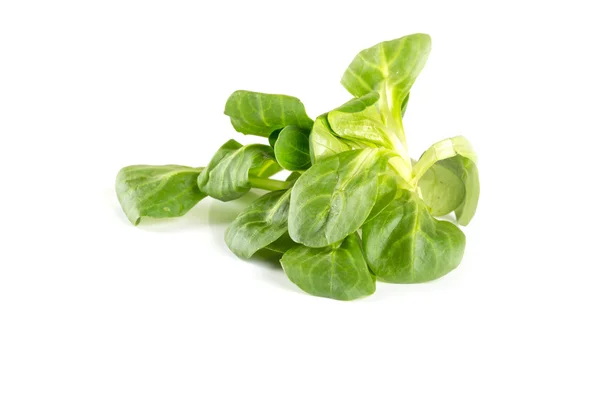 Vattenkrasse sallad — Stockfoto