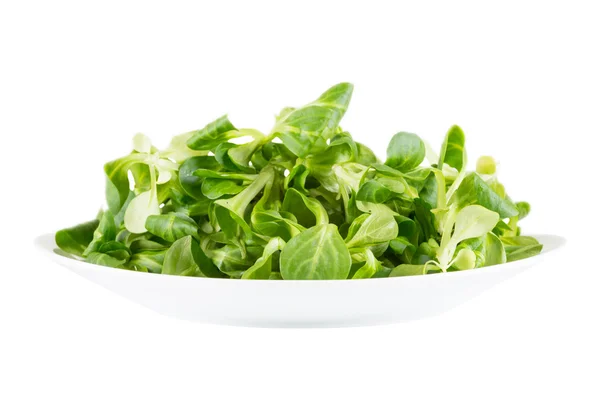 Salada de agrião — Fotografia de Stock