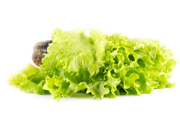 Färsk grön sallad — Stockfoto