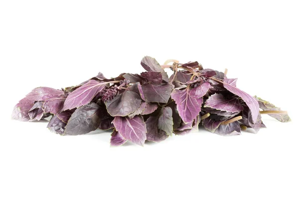 Manjericão violeta fresco — Fotografia de Stock