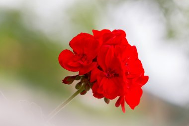 Kırmızı Sardunya çiçeği