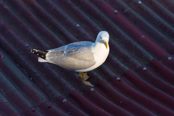 Las gaviotas son aves — Foto de Stock