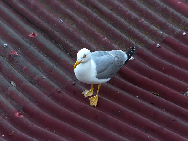 Seagulls are birds — Stock Photo, Image