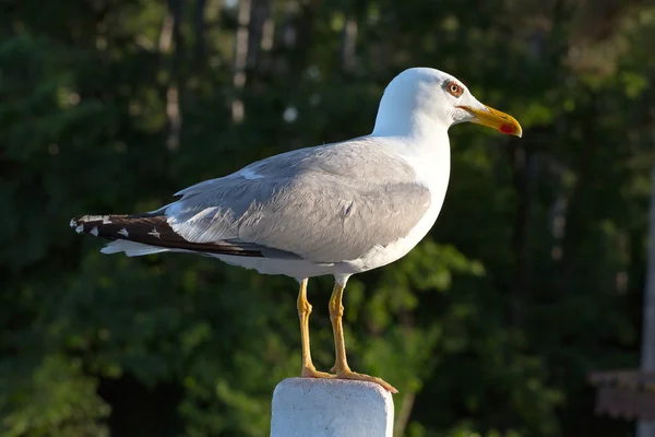 As gaivotas são aves — Fotografia de Stock