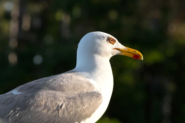 As gaivotas são aves — Fotografia de Stock