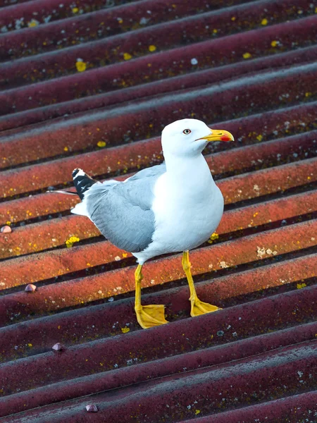 As gaivotas são aves — Fotografia de Stock