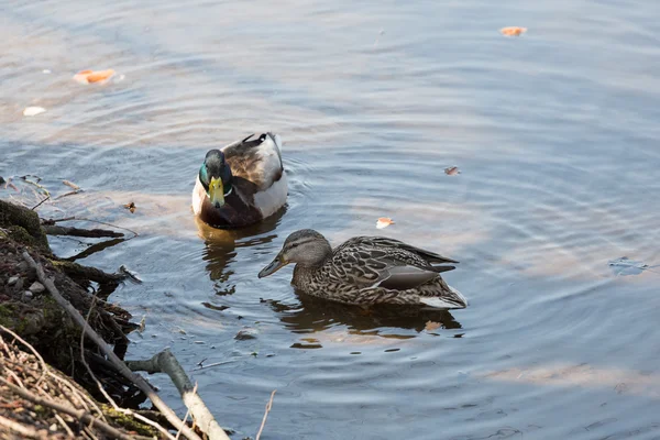 Patos en un estanque — Foto de Stock