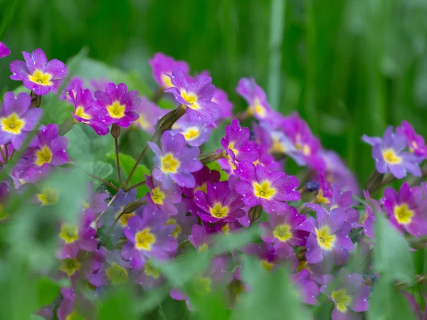 Primrose kolor liliowy — Zdjęcie stockowe