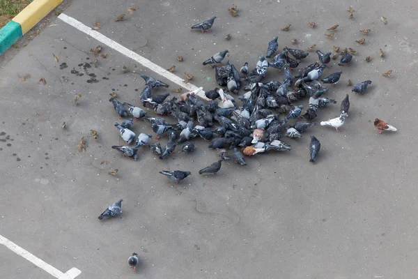 Una bandada de palomas — Foto de Stock