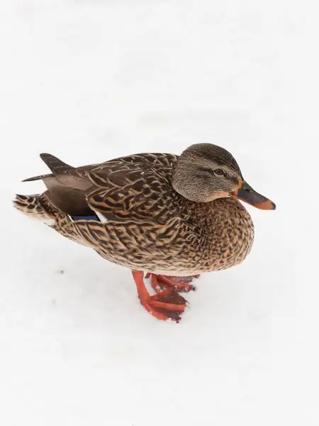 Pato en la nieve — Foto de Stock