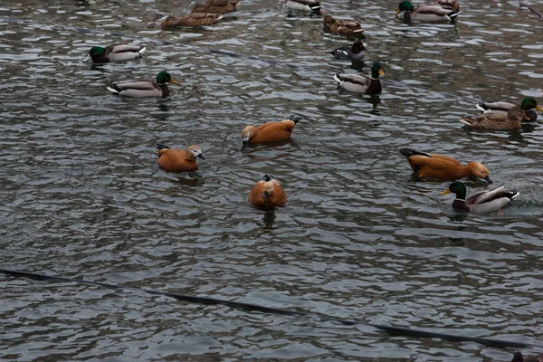 Muchos patos en el zoológico — Foto de Stock