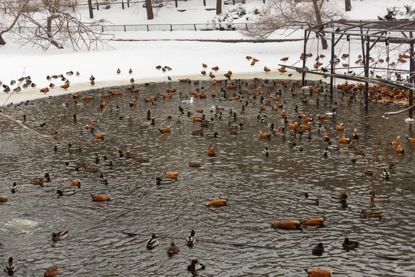 Muchos patos en el zoológico — Foto de Stock
