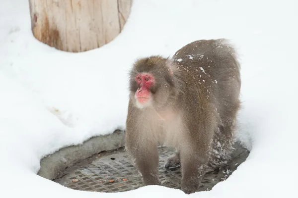 Зимняя снежная обезьяна — стоковое фото