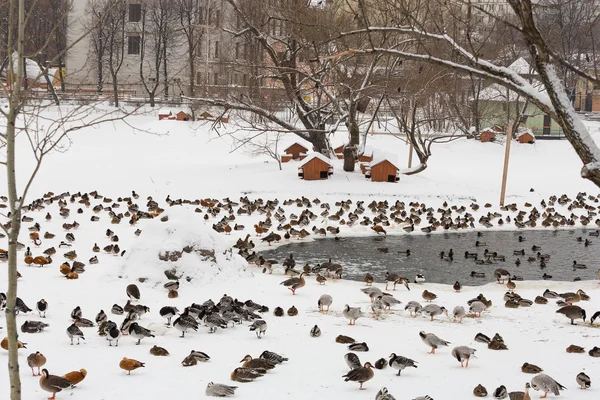 Muitos patos no zoológico — Fotografia de Stock