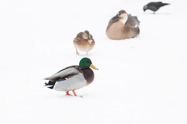 Ente im Schnee — Stockfoto