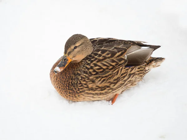 Pato en la nieve — Foto de Stock