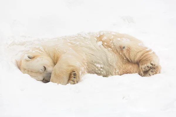 雪の上のホッキョクグマ — ストック写真