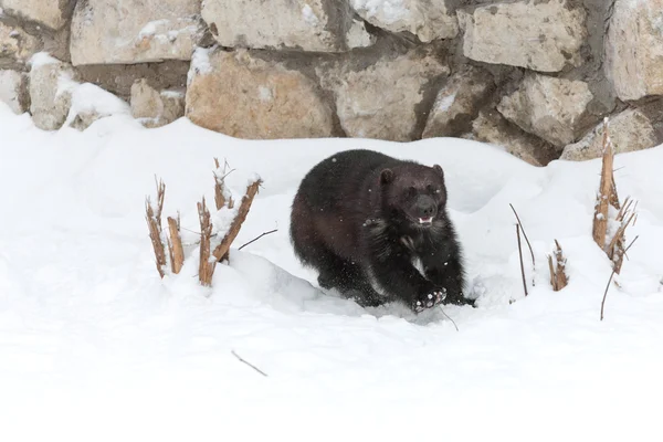 Wolverine allo zoo — Foto Stock