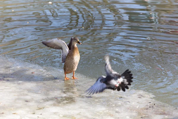 Patos en un estanque en el parque — Foto de Stock