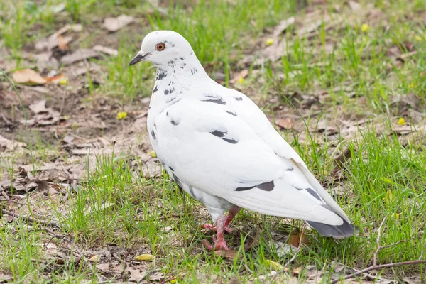 Witte duif op het gras — Stockfoto