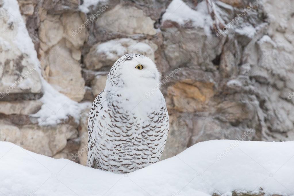 White owl or snowy owl