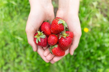 elinde kırmızı çilek