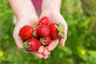 elinde kırmızı çilek