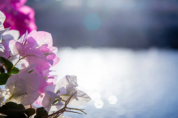 Pembe Çiçekler Açık Bir Günde Mavi Suyun Arka Planında — Stok fotoğraf