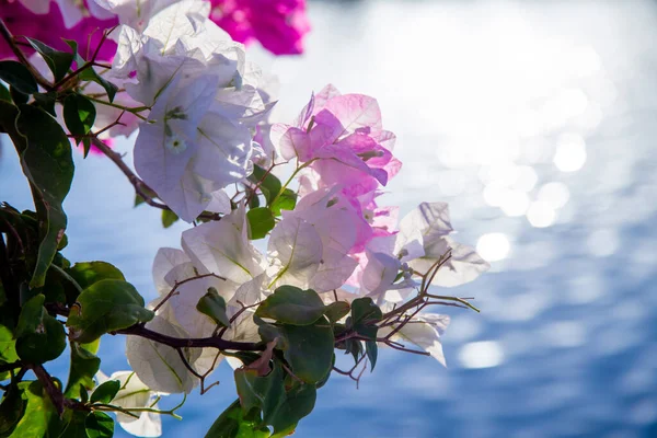 Ροζ Λουλούδια Φόντο Γαλάζιας Θάλασσας Μια Καθαρή Μέρα Κοντινό Πλάνο — Φωτογραφία Αρχείου