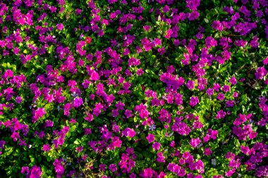Açık bir günde çiçek açan küçük pembe çiçeklerin ve yeşil yaprakların arkaplanı