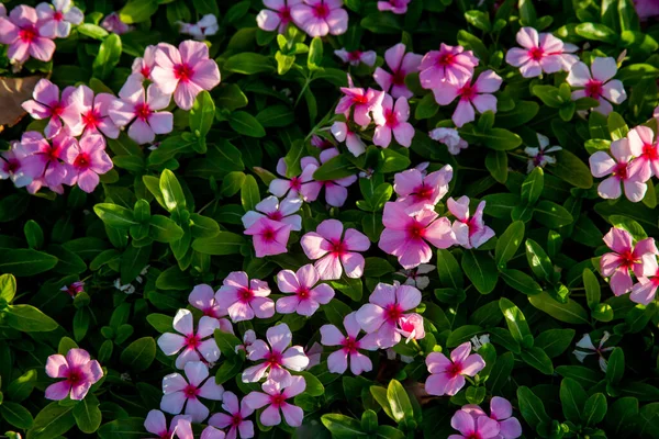 Fondo Pequeñas Flores Color Rosa Hojas Verdes Día Claro Primer —  Fotos de Stock