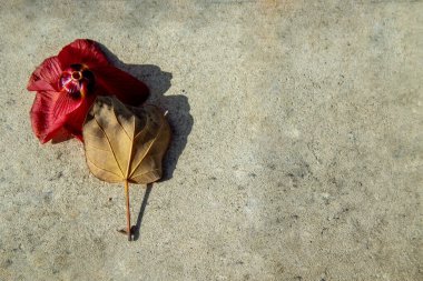 Güneşli bir günde asfaltta solmuş bir çiçek.