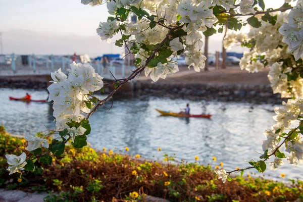 Sea view through flowers, background with people on kayaks is blurred