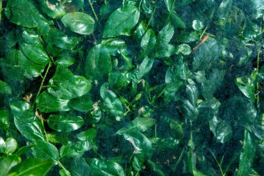 Kavram - sisli camların arkasında yeşil yapraklar