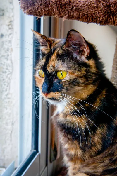 Ben Curato Outbred Tricolore Giovane Gattino Guarda Fuori Dalla Finestra — Foto Stock