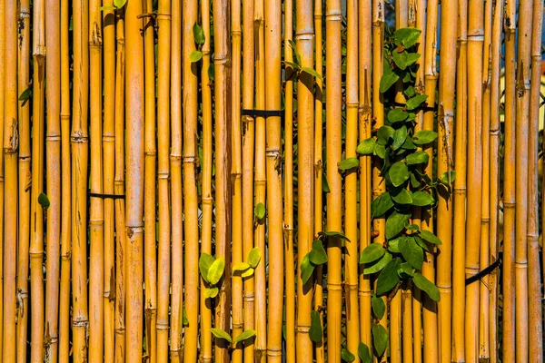 Bakgrund Blad Spaljéer Och Grenar Närbild — Stockfoto