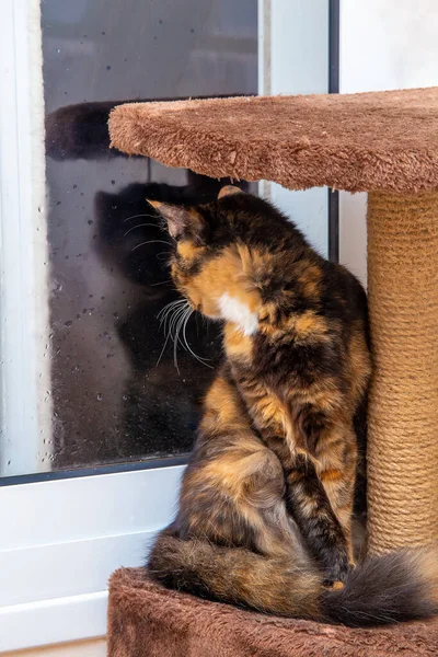 Gatto Tricolore Siede Vicino Tiragraffi Guarda Fuori Dalla Finestra Dietro — Foto Stock