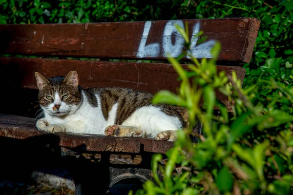 Gato Calle Encuentra Banco Con Inscripción Lol — Foto de Stock