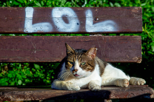 street cat lies on a bench with the inscription "LOL"