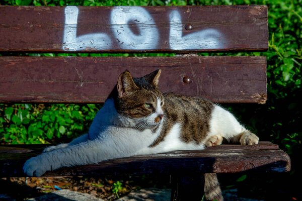 street cat lies on a bench with the inscription "LOL"